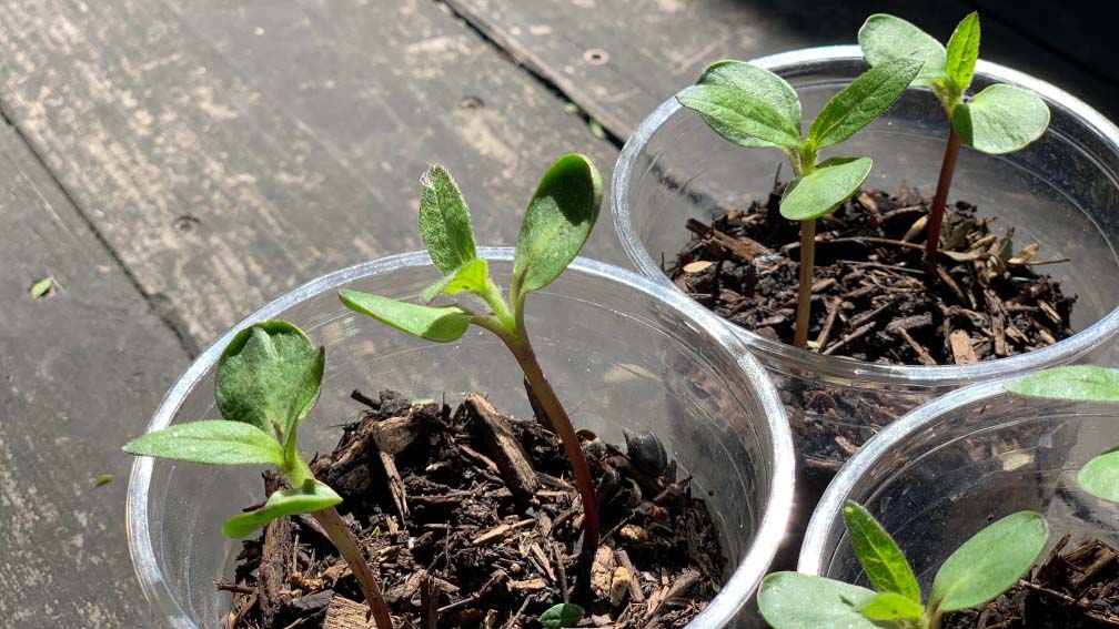 Plant the sunflowers in smaller pots first