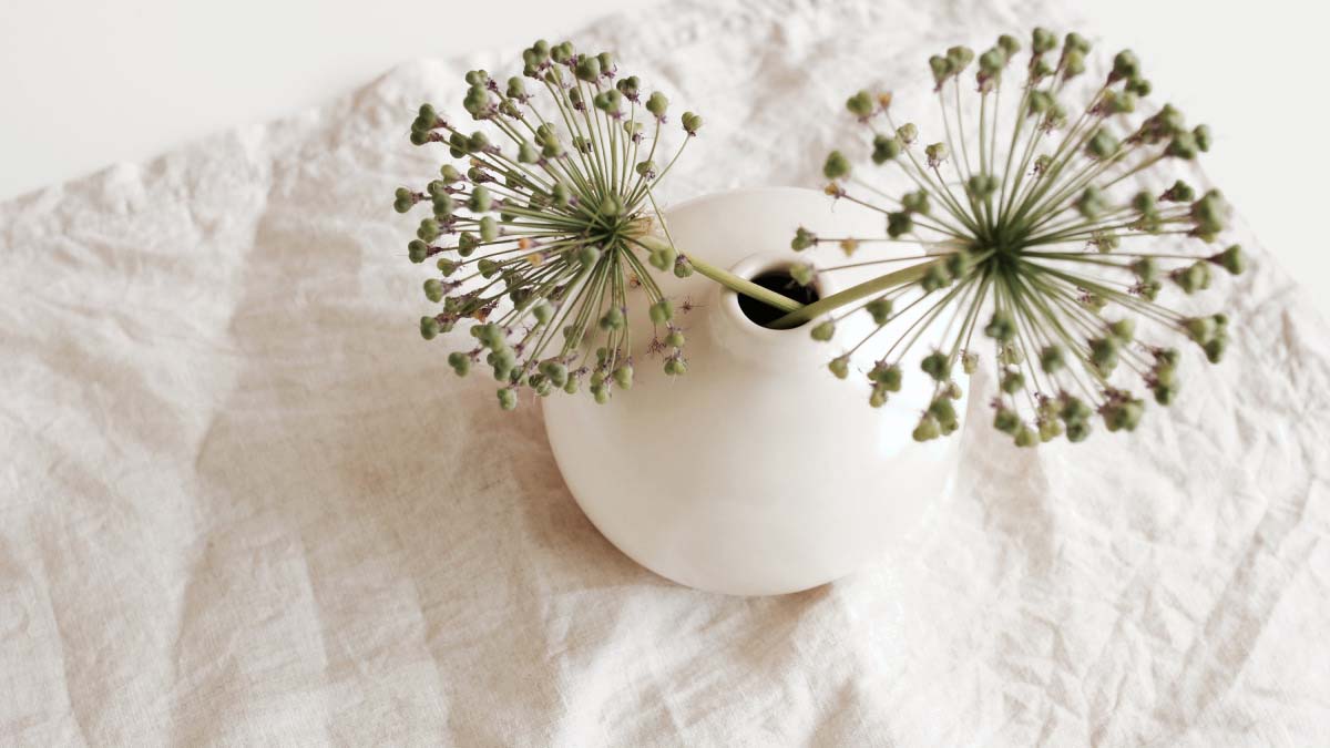 Allium heads in a display vase