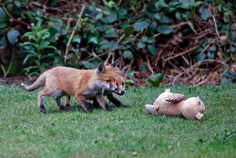 Two fox cubs emerging from den to play in the garden