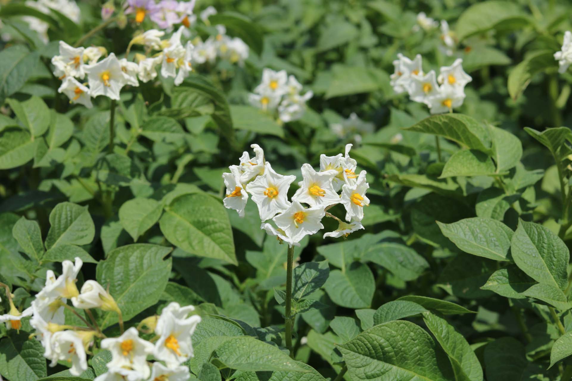Small white flowers growing on potato plants; a sign that the potatoes are ready to harvest