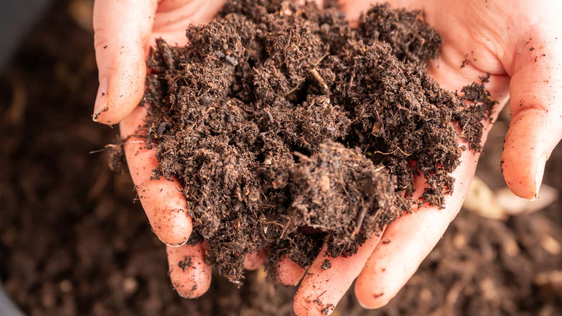 Someone holding soil 