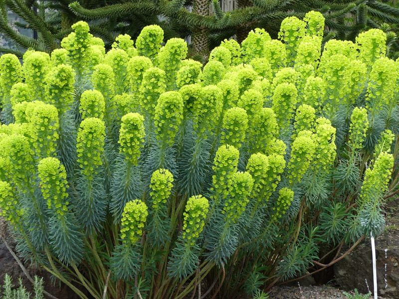 Euphorbia
