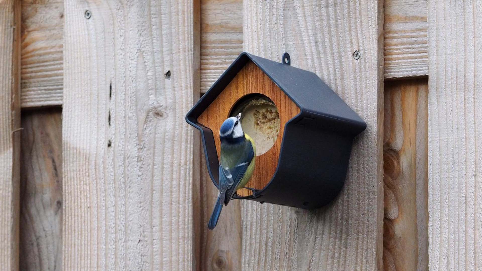 A bluetit stops for a snack at a bird feeder
