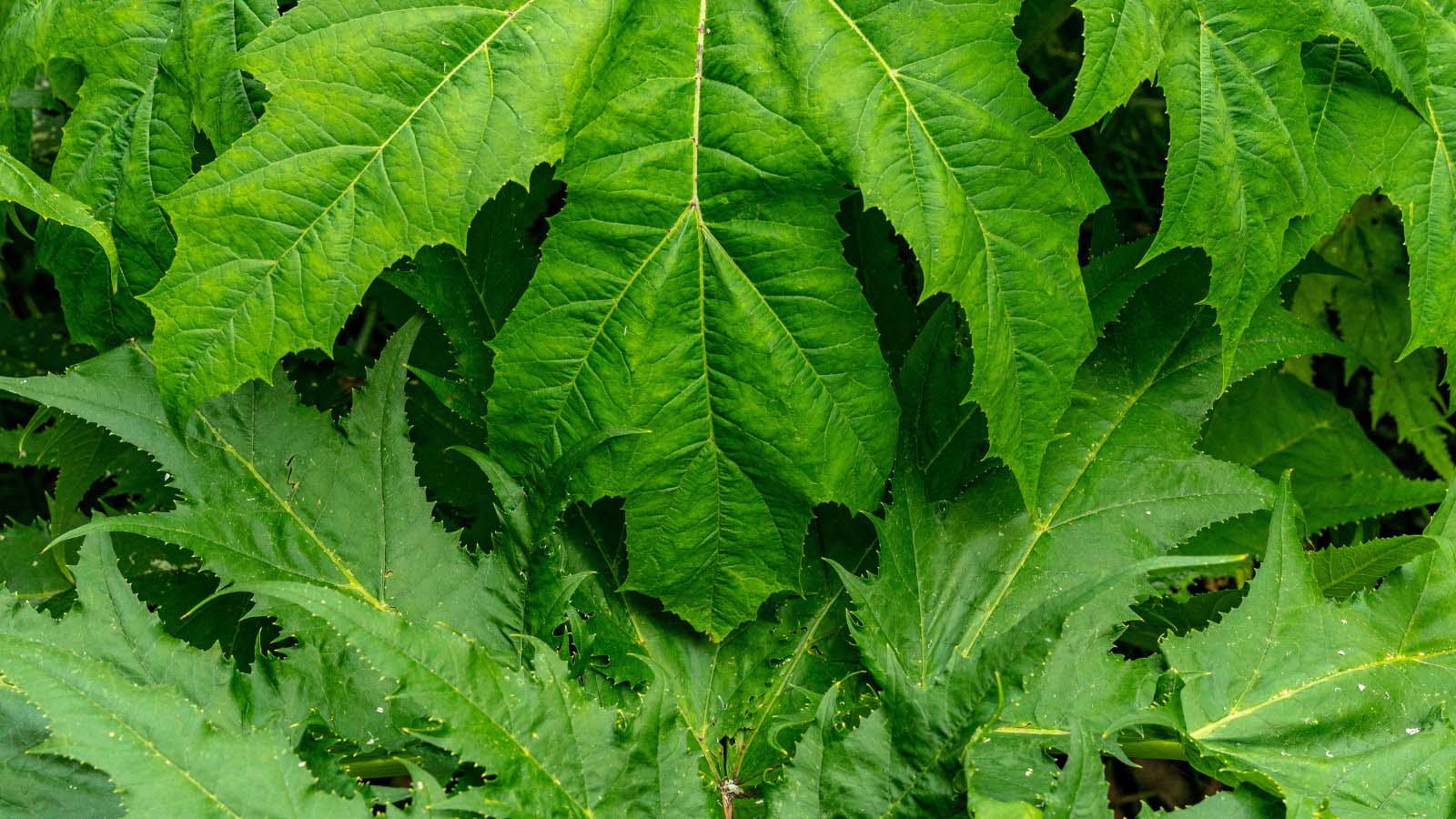 a close up of giant hogweed leaves