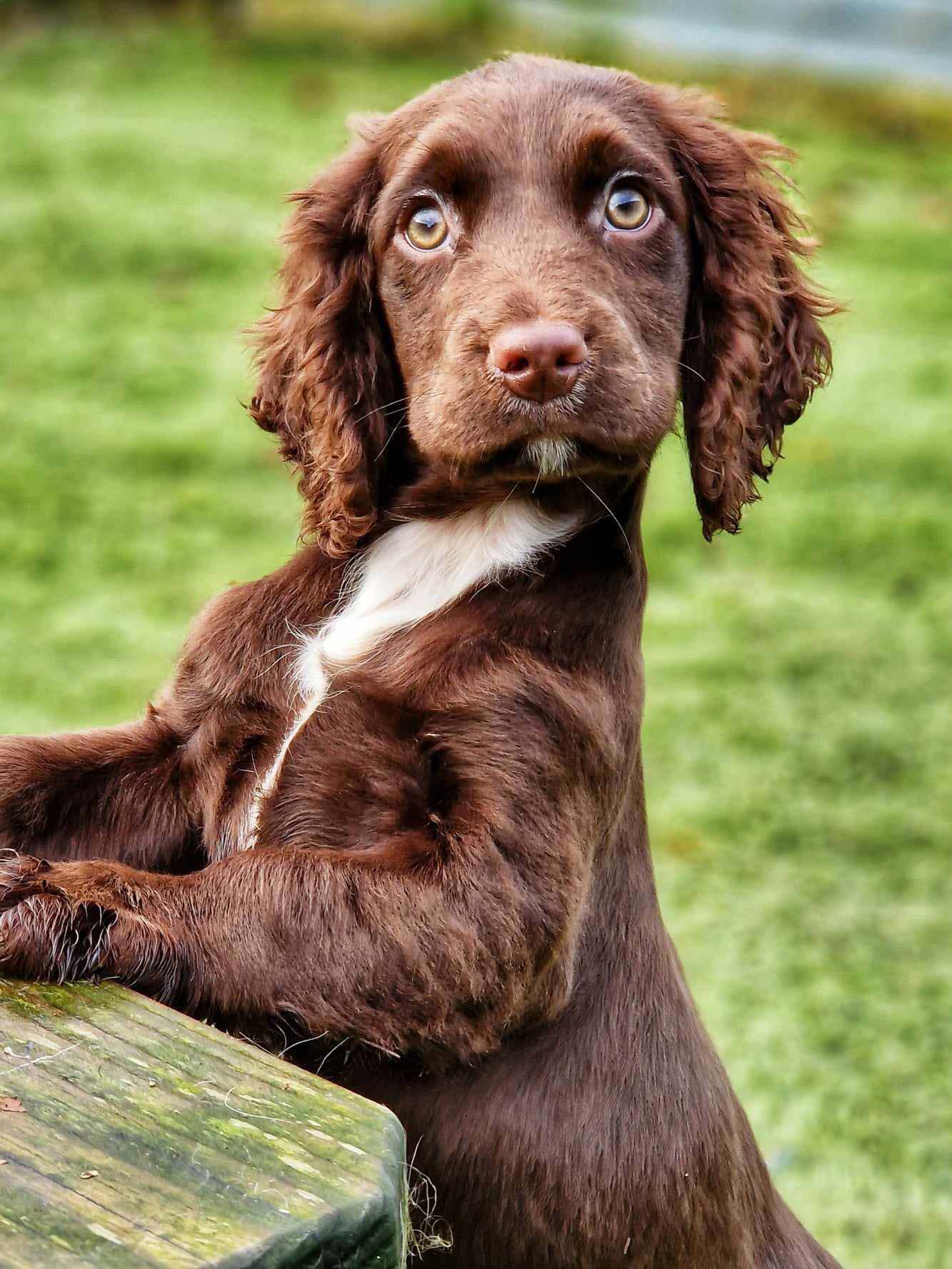 A chocolate working cocker spaniel puppy standing on its hind legs