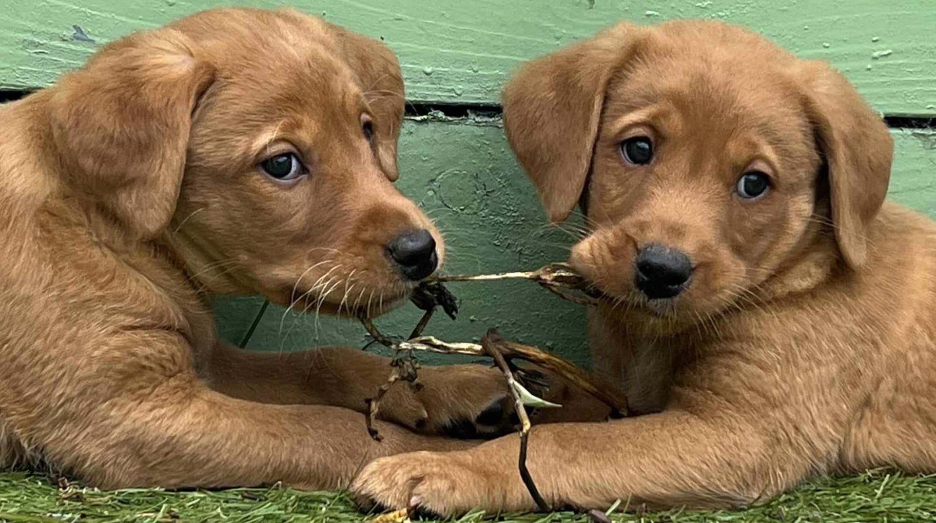 Two gold-haired Labrador puppies chewing on the same stick