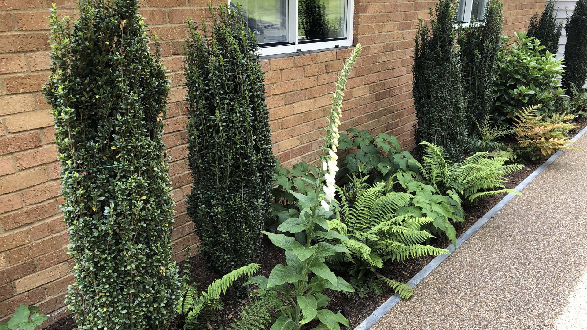 carefully planted shrubs lining the path in the shade of the house