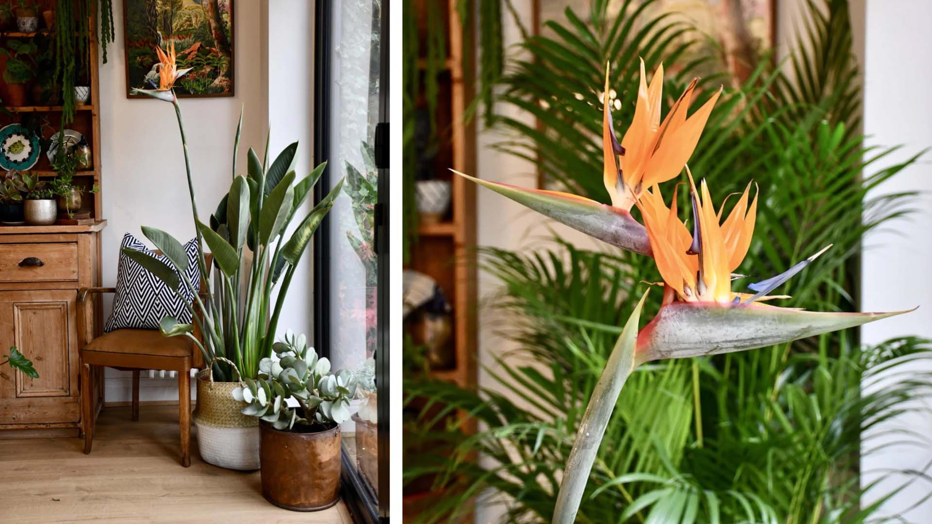 Bird of paradise plant pots near near the glass slides doors