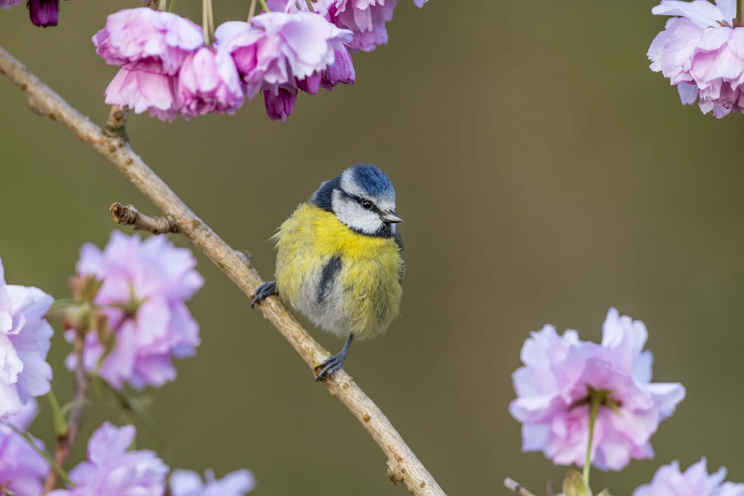 Freezing bird actions in photos 