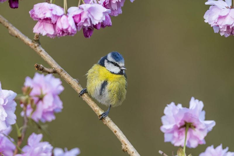 Freezing bird actions in photos