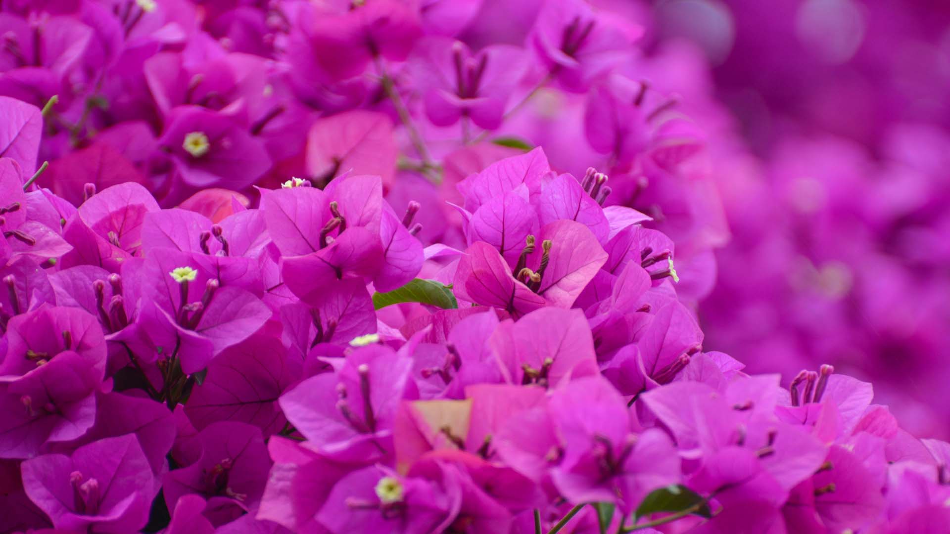 Royal purple bougainvillea pot close up