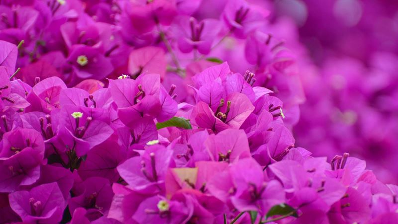 Royal purple bougainvillea pot close up