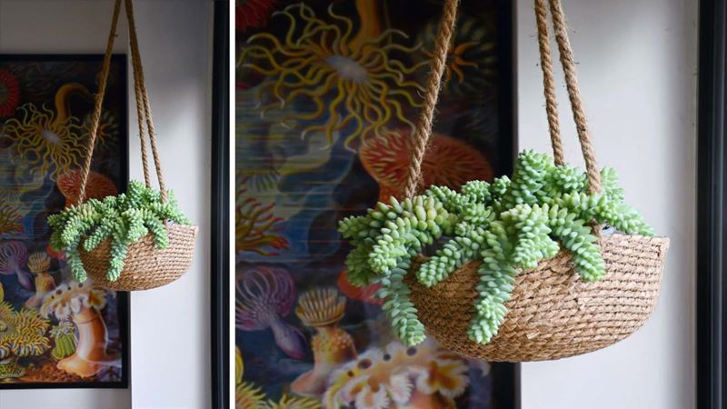 Two ceiling hanging baskets with succulents in a living room