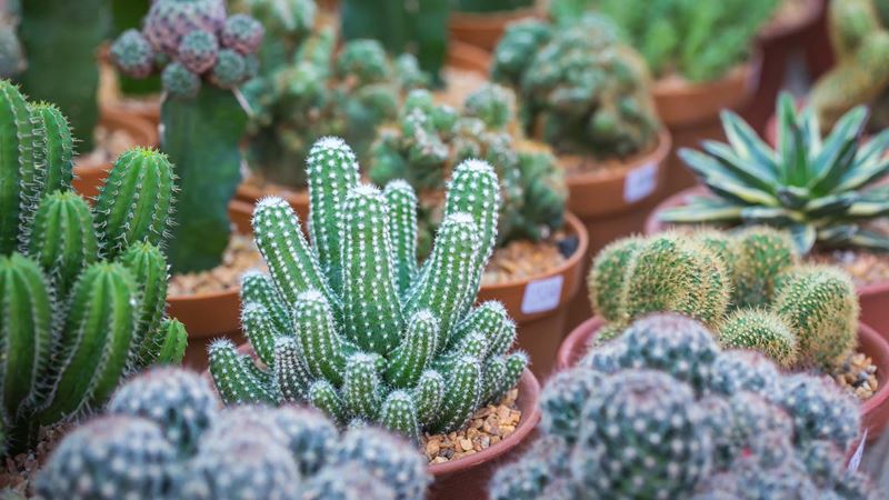 Several pots of different Cactuses