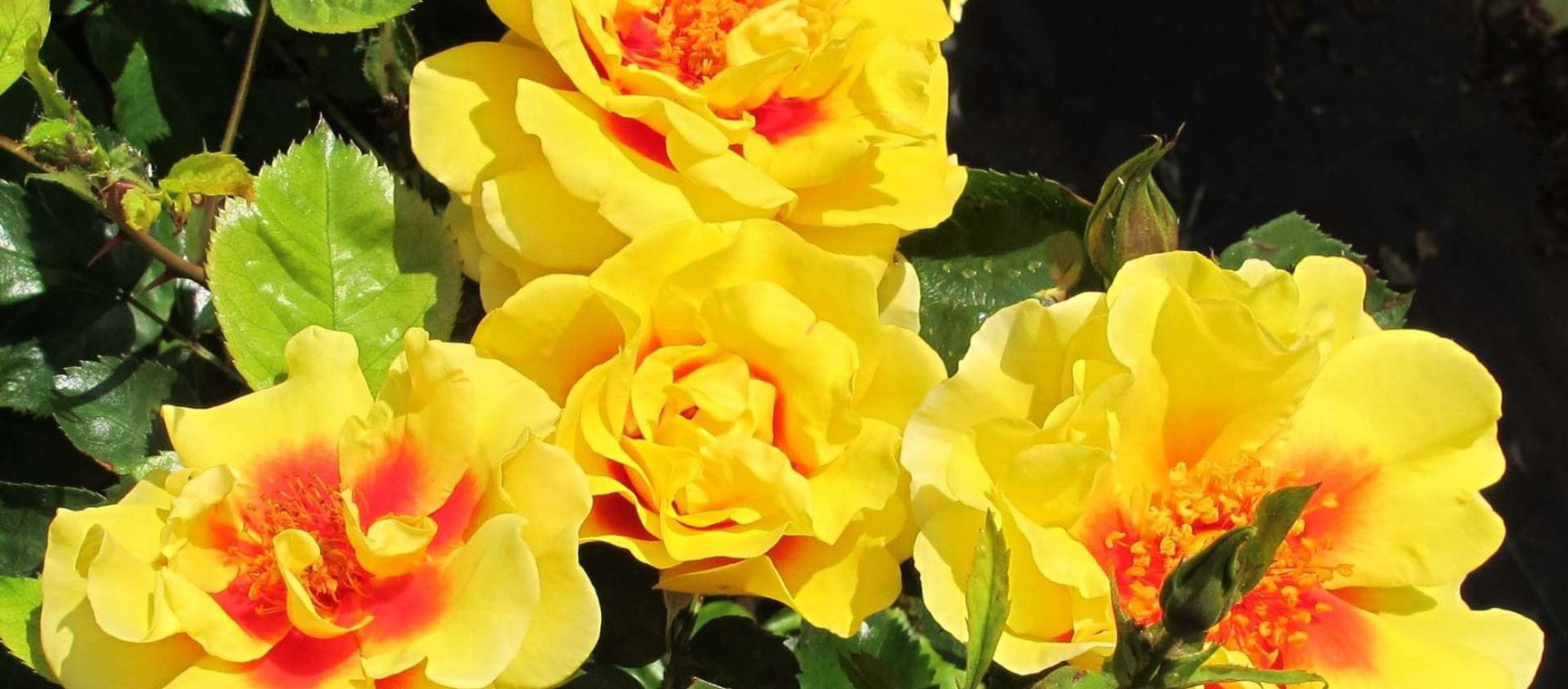 bright yellow roses with an orange centre