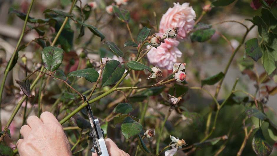 Deadheading rose.