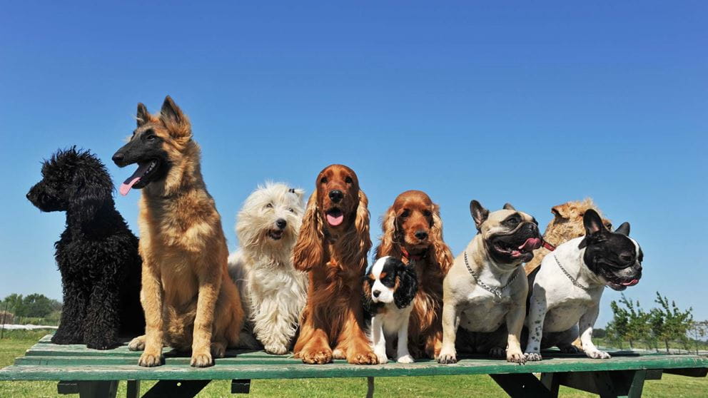 Rank Dog UK s most popular puppy breeds revealed where does your dog rank