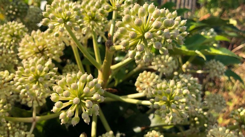 Fatsia japonica outside