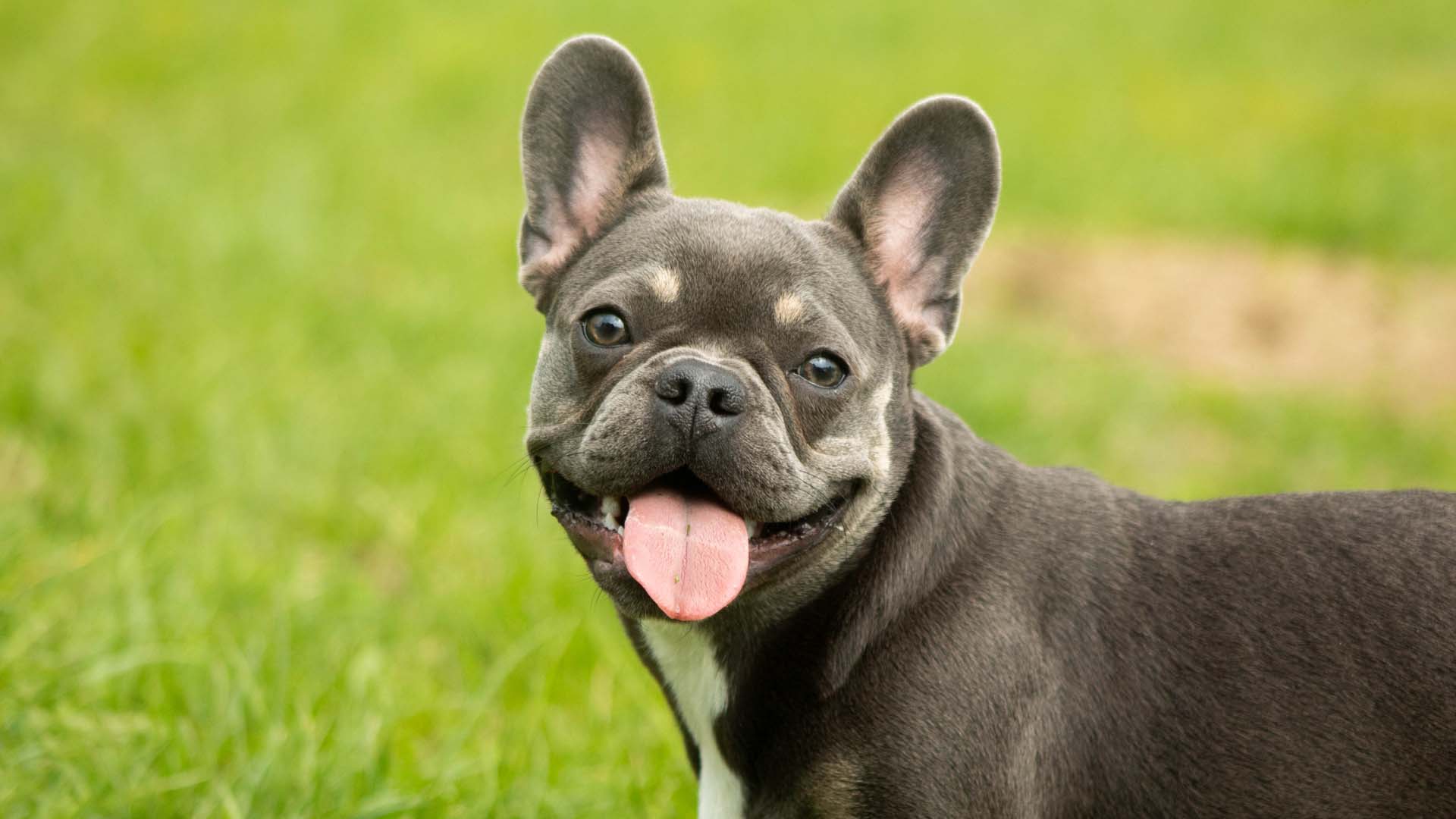 French bulldog panting outside