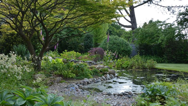 pretty woodland pond surrounded by bushes and trees