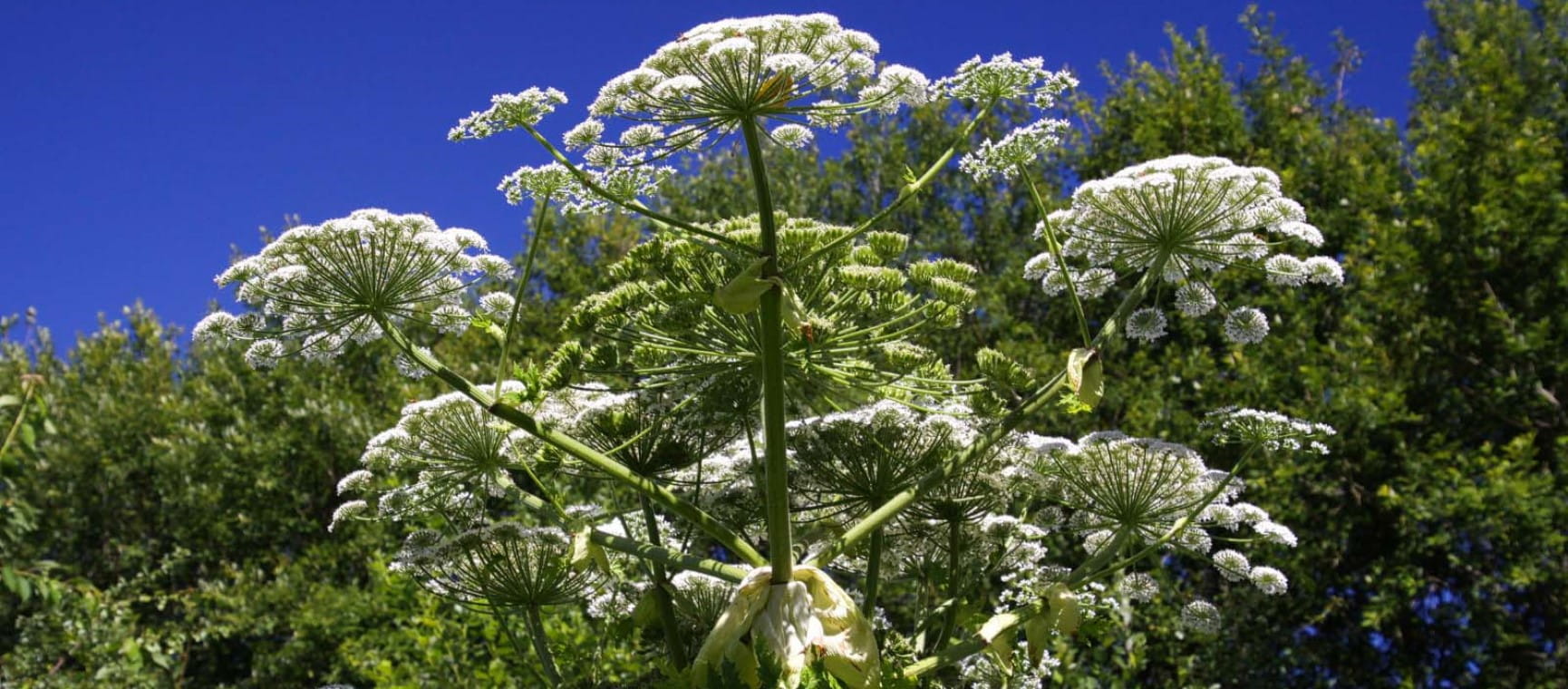 A picture of giant hogweed flowers against a blue sky | Environet