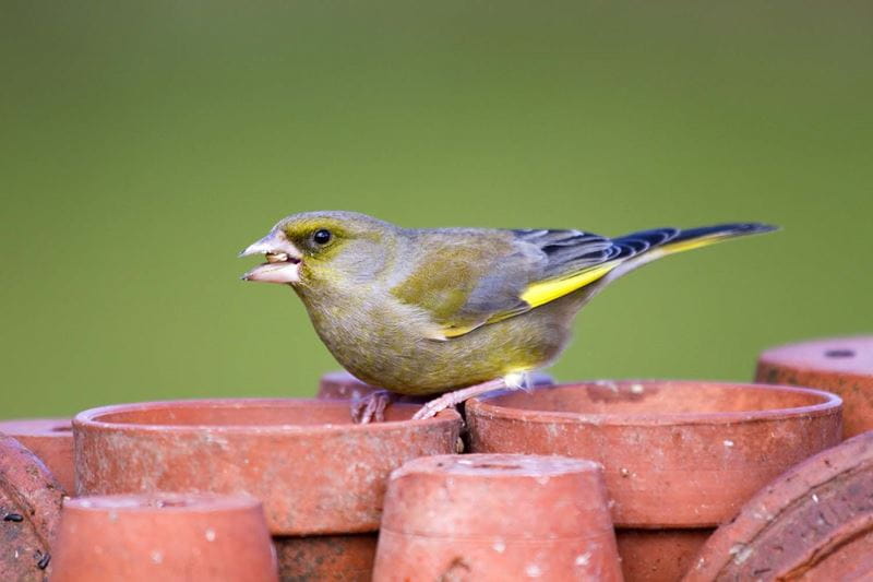 Documenting bird life with photography