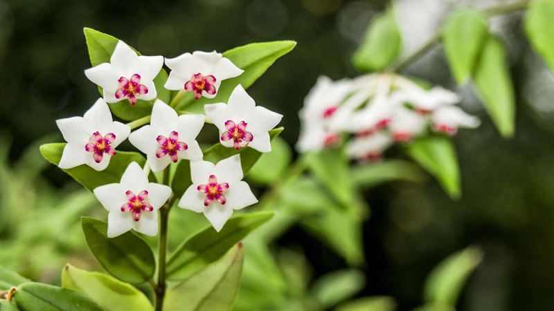Close up of white with red & Yellow center Hoya bella flowers