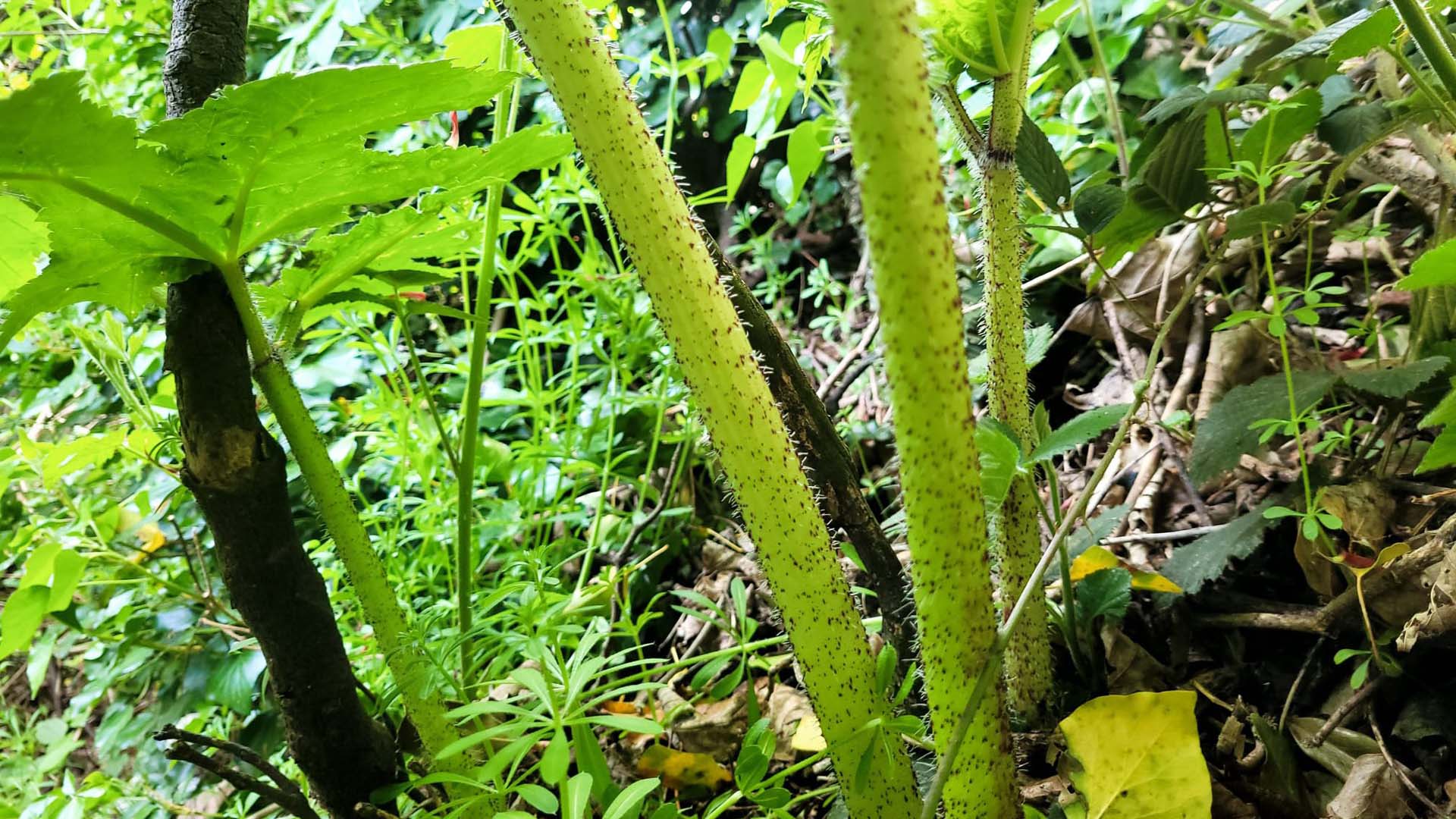 the stems of giant hogweed