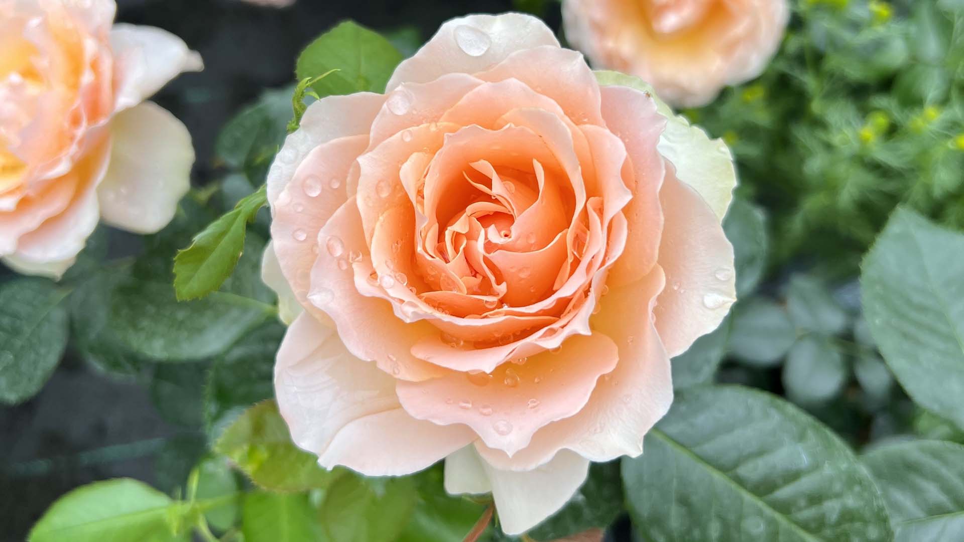 he Rob Burrow MND Rose' should flower repeatedly all summer