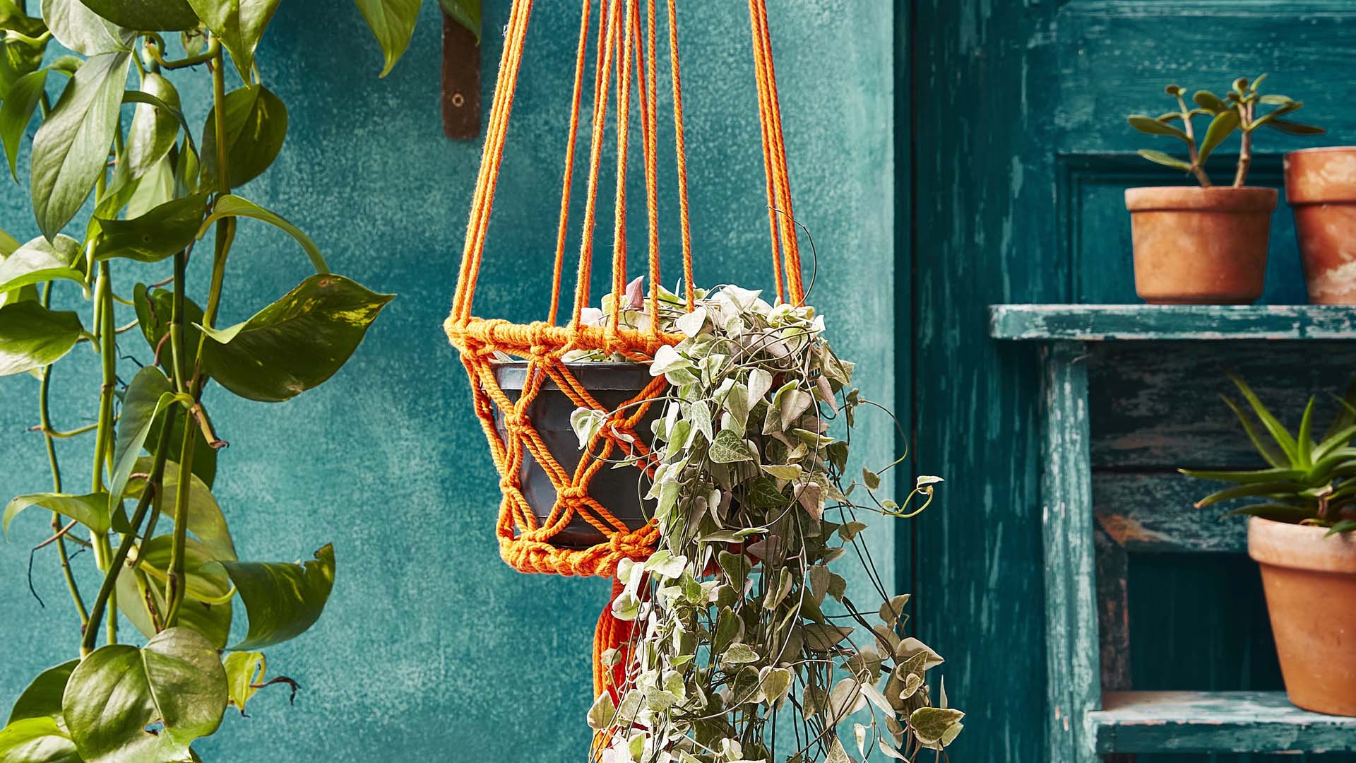 An orange hanging basket with a cascading plant