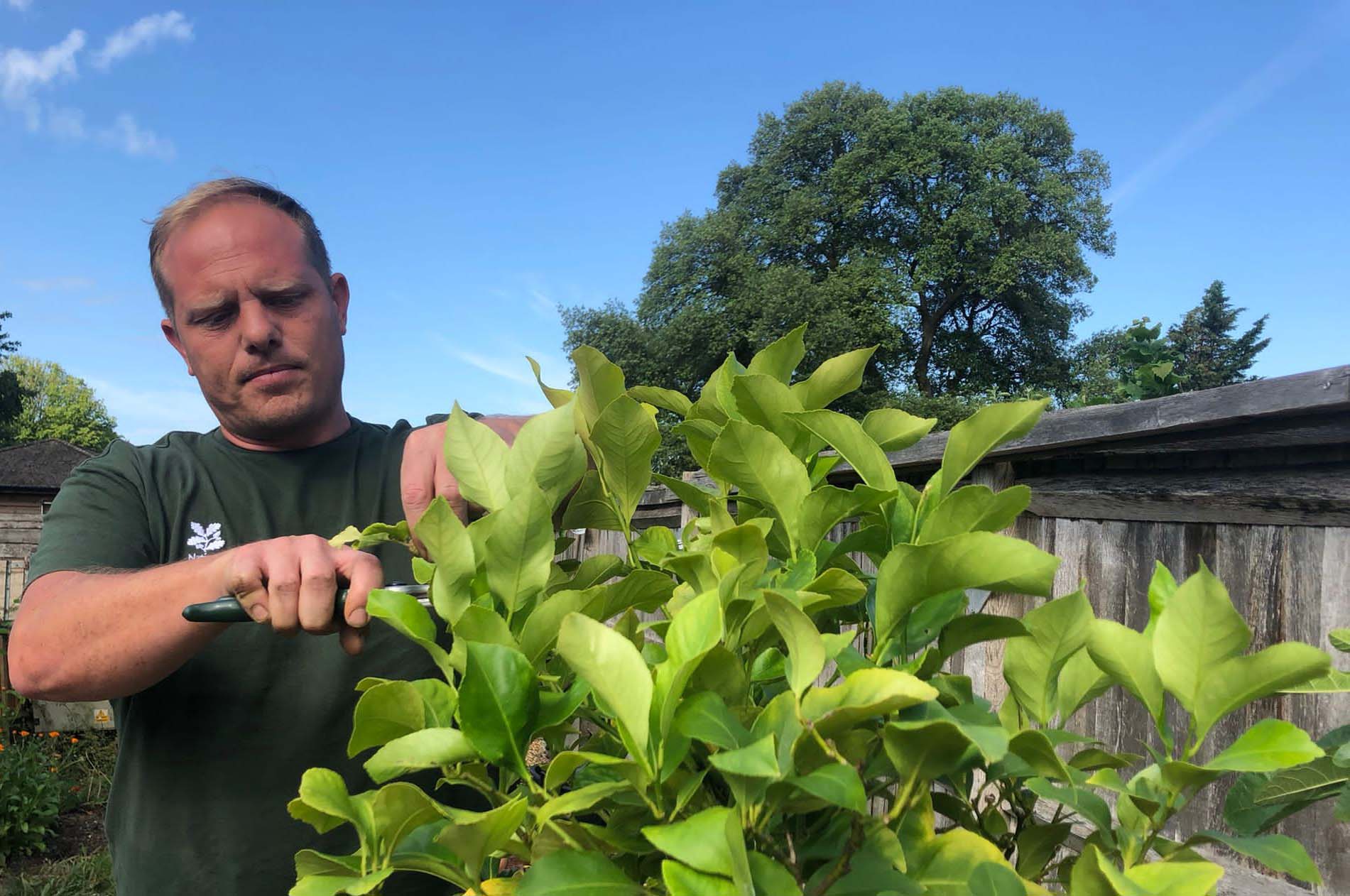 A man trimming a plant with a pair of secateurs