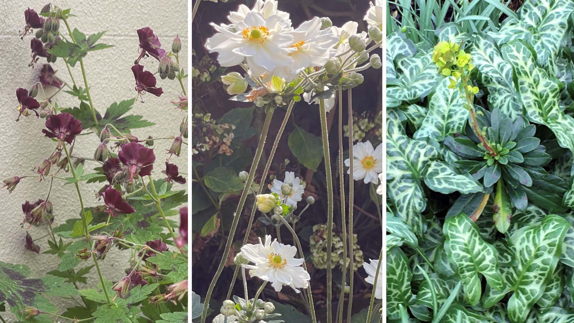 examples of lento flowers