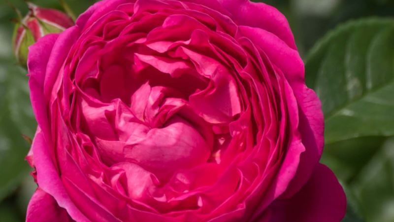 Mottisfont' is named after a National Trust property