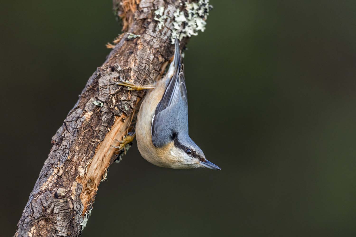 Shooting bird images at different angles