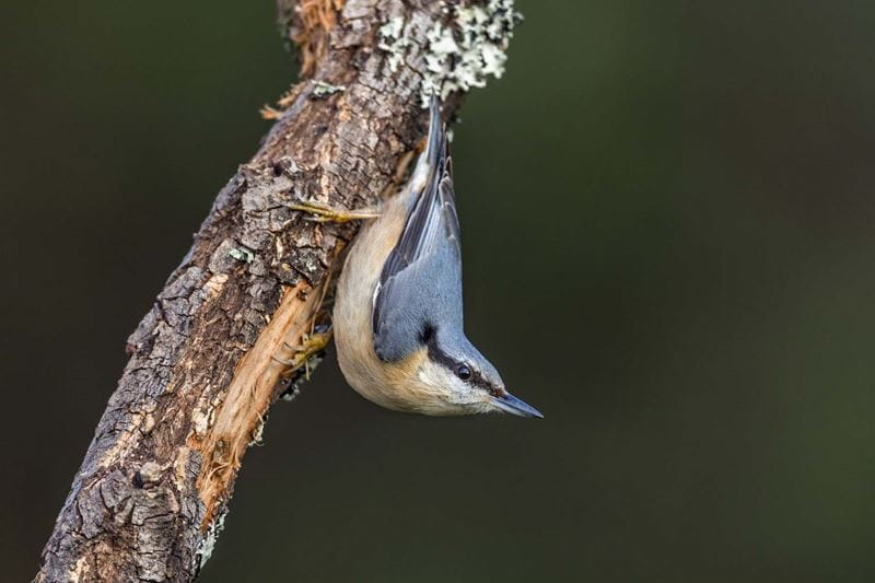 Shooting bird images at different angles
