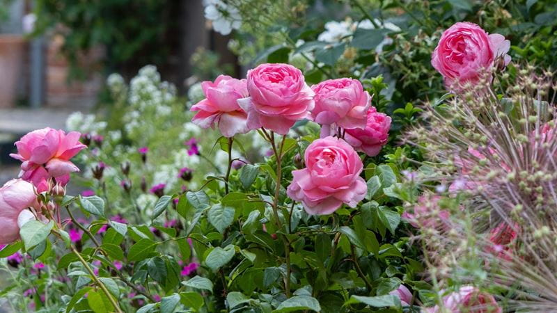 Penelope Lively' benefits from having few thorns