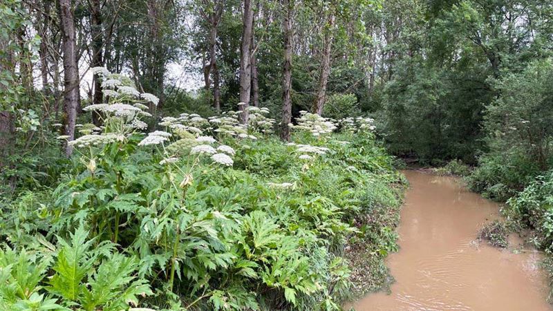 a mud track through a wood with giant hogweed growing next to it