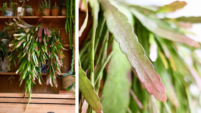 Rhipsalis ramulosa (Red coral) pot in the middle of a wood shelf with other small pots and leaf details on the right side of the image