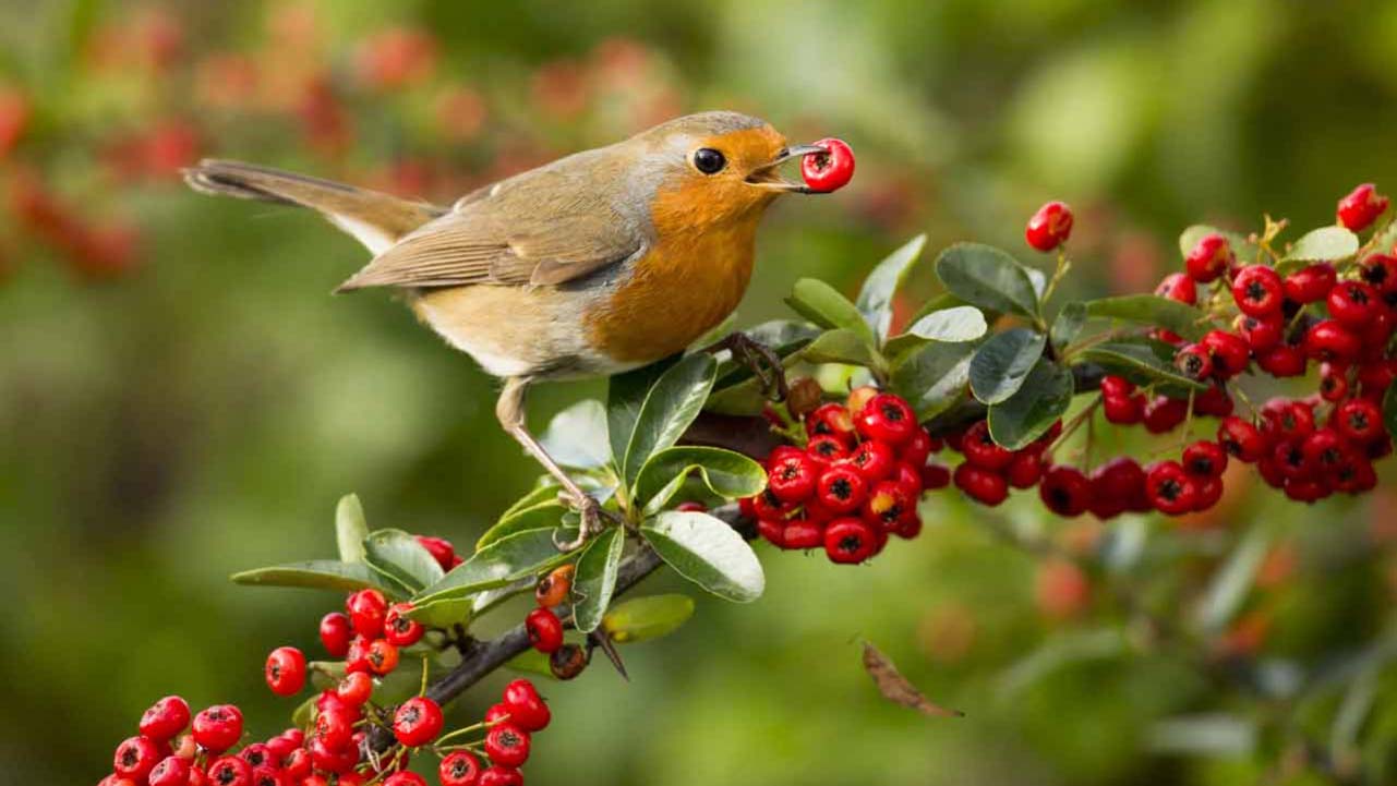 Robins are always great birds to photoshop