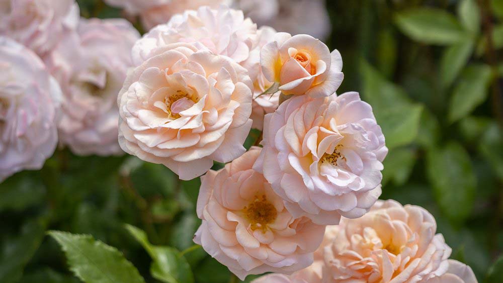 'Sweet Honey' should be quick to establish itself in your garden