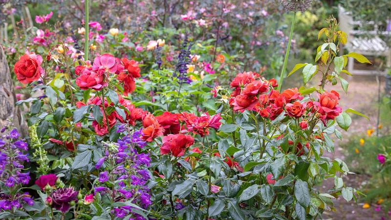 Other Roses 6 secrets to perfect roses – with a top positioning tip