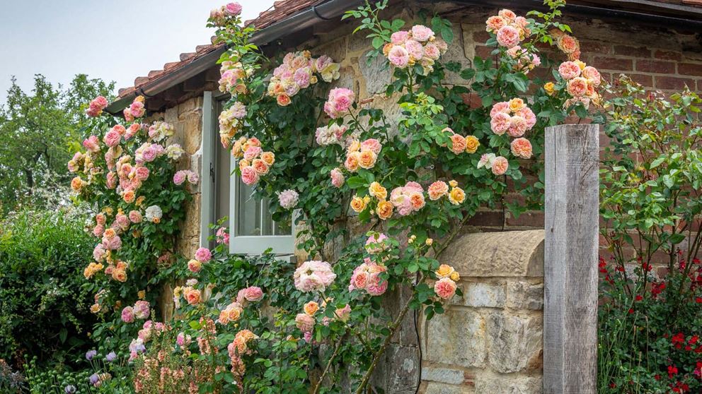 6 secrets to perfect roses – with a top positioning tip