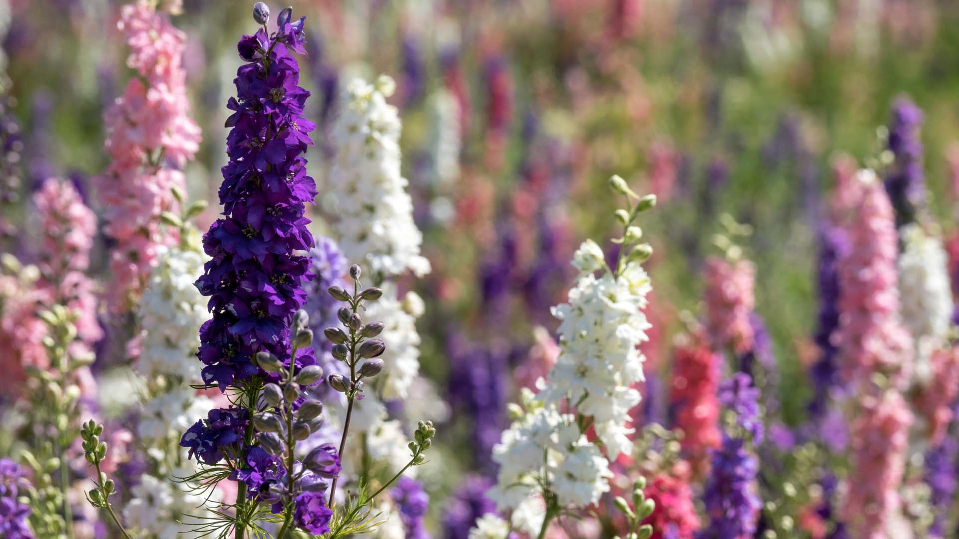 Delphinium
