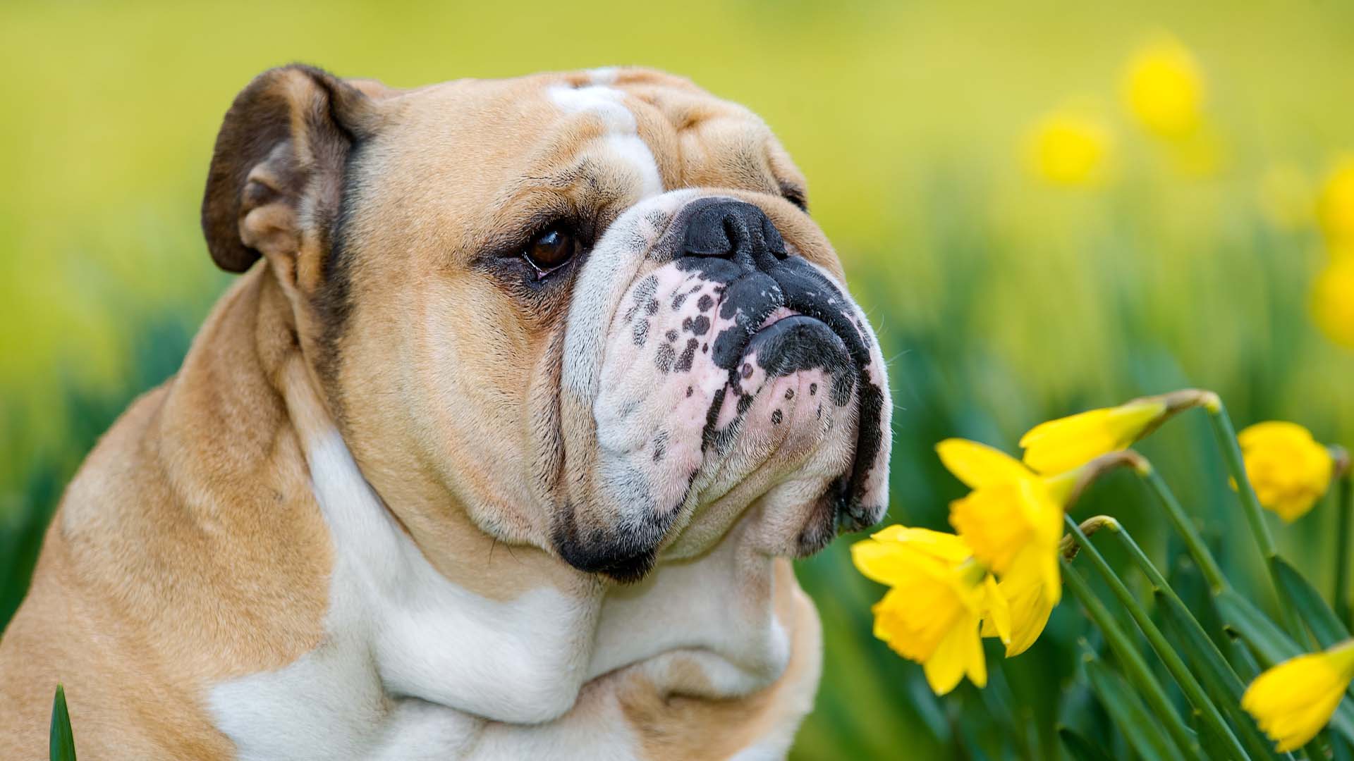 Bulldog next to daffodils