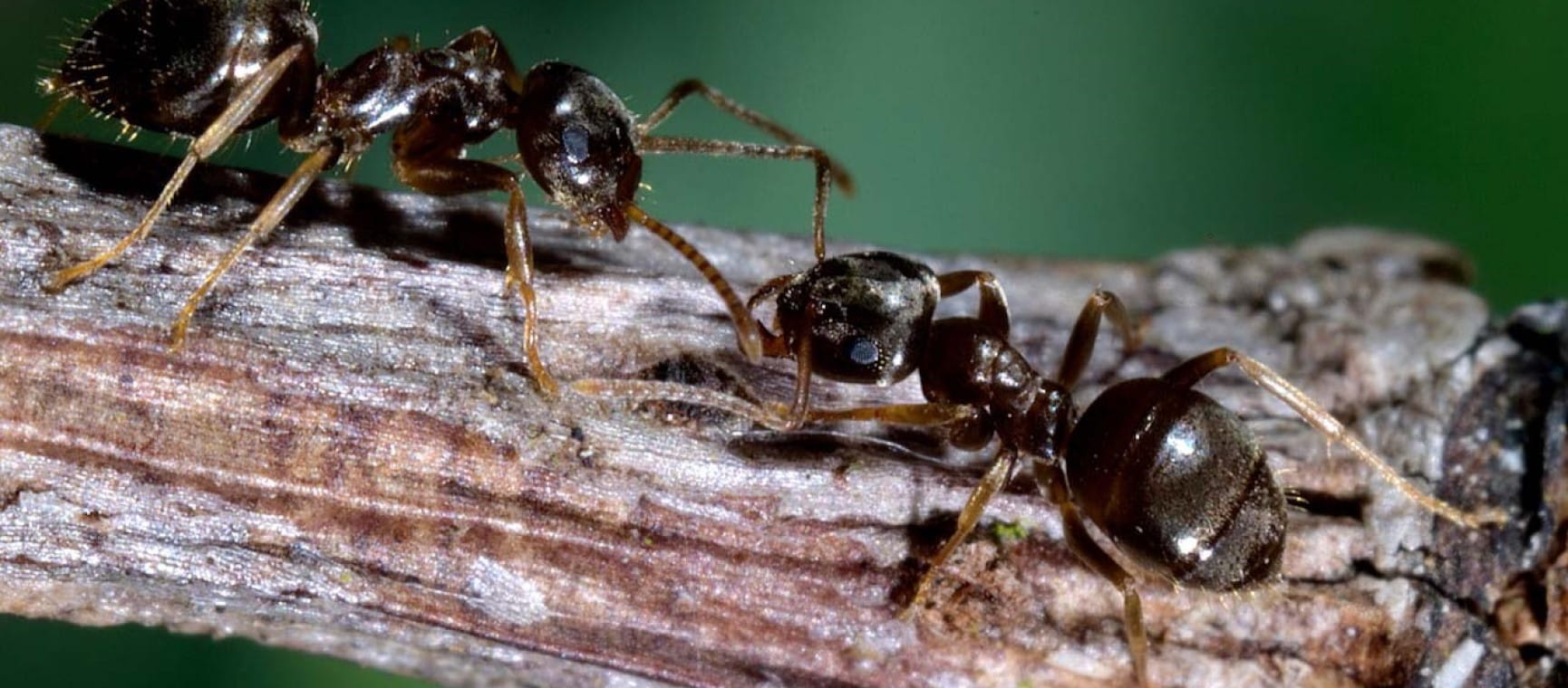 Close-up of two black garden ants on a branch.