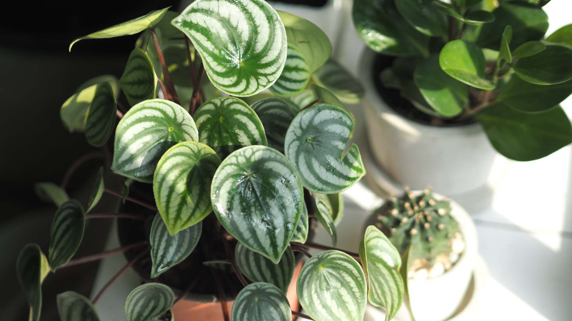 Leaves of decorative houseplant Watermelon Peperomia