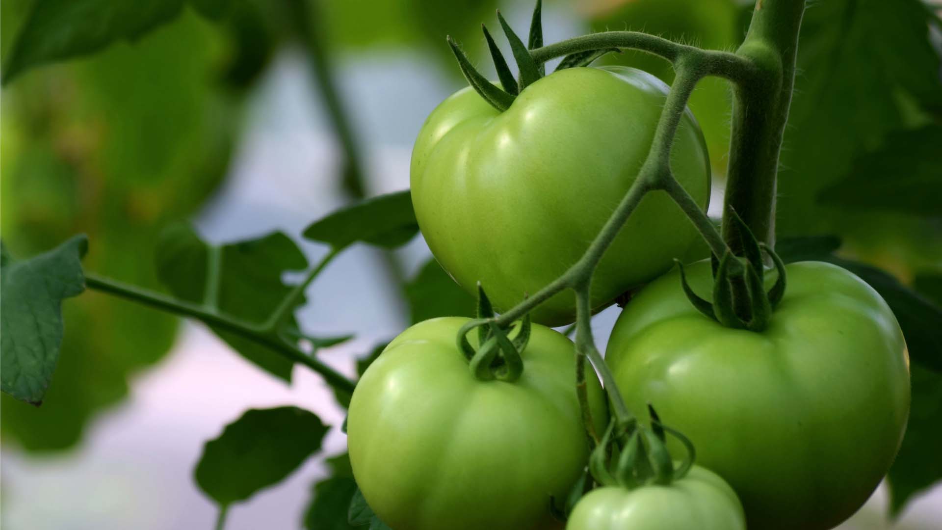 Tomatoes growing on a tomato plants