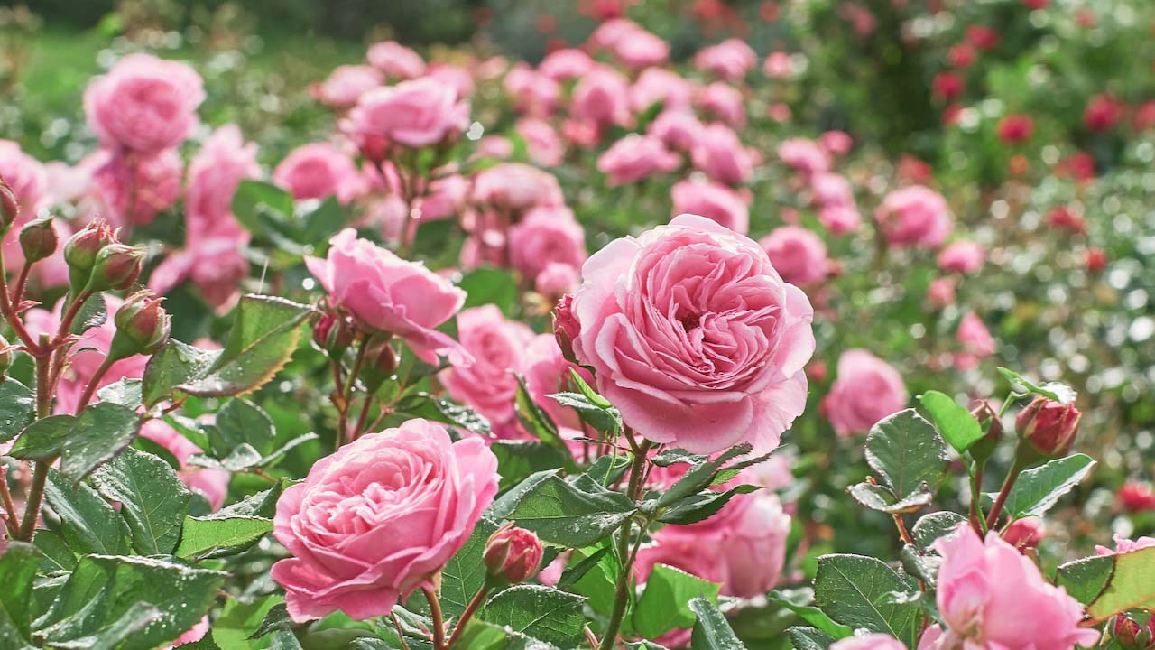 Rose flower on background blurry pink roses flower in the garden of roses. Nature.