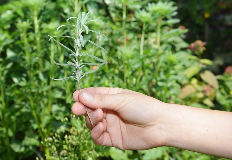 A close up of a hand removing leaves from lavender