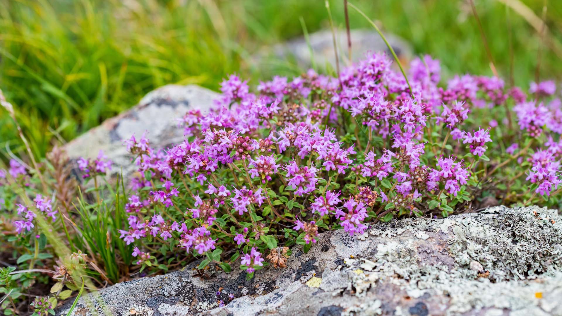 Close-up of some purple flowering thyme between rocks